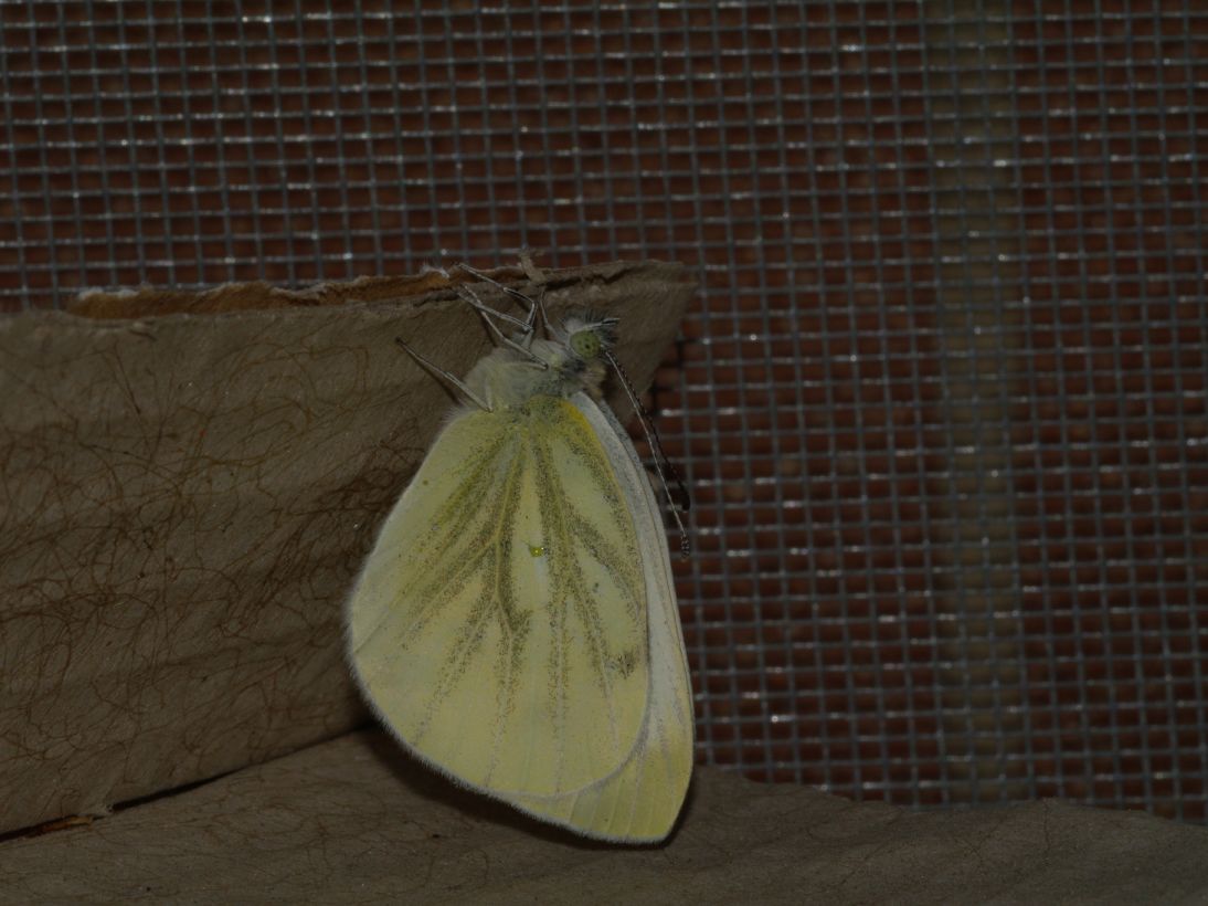 Storia di una Pieris napi